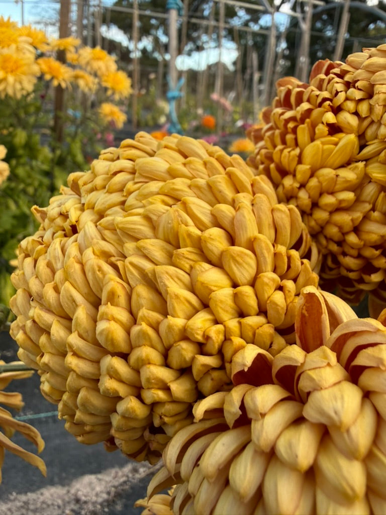 Chrysanthemum - Rooted Cutting - Bill Florentine
