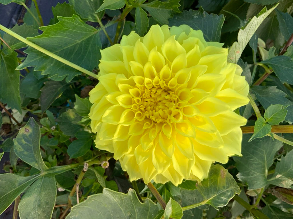 Dahlia - Glenmarc Endeavour