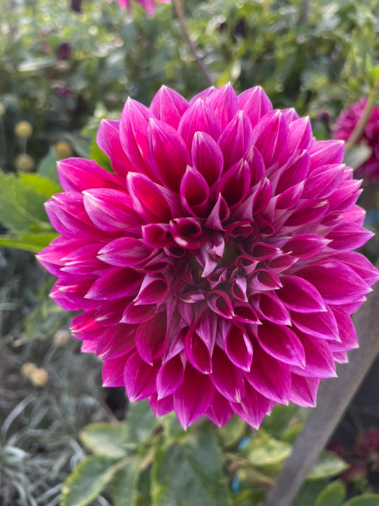 Dahlia - Royale