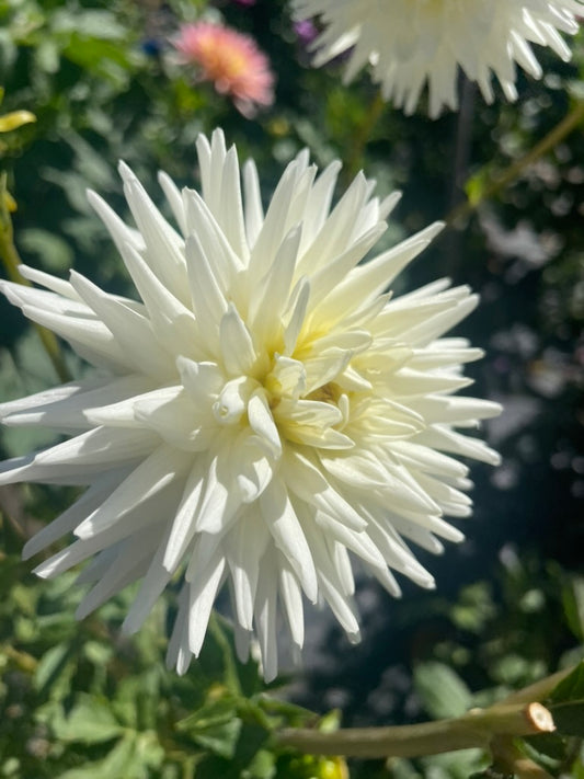 Dahlia - Devon Avalanche