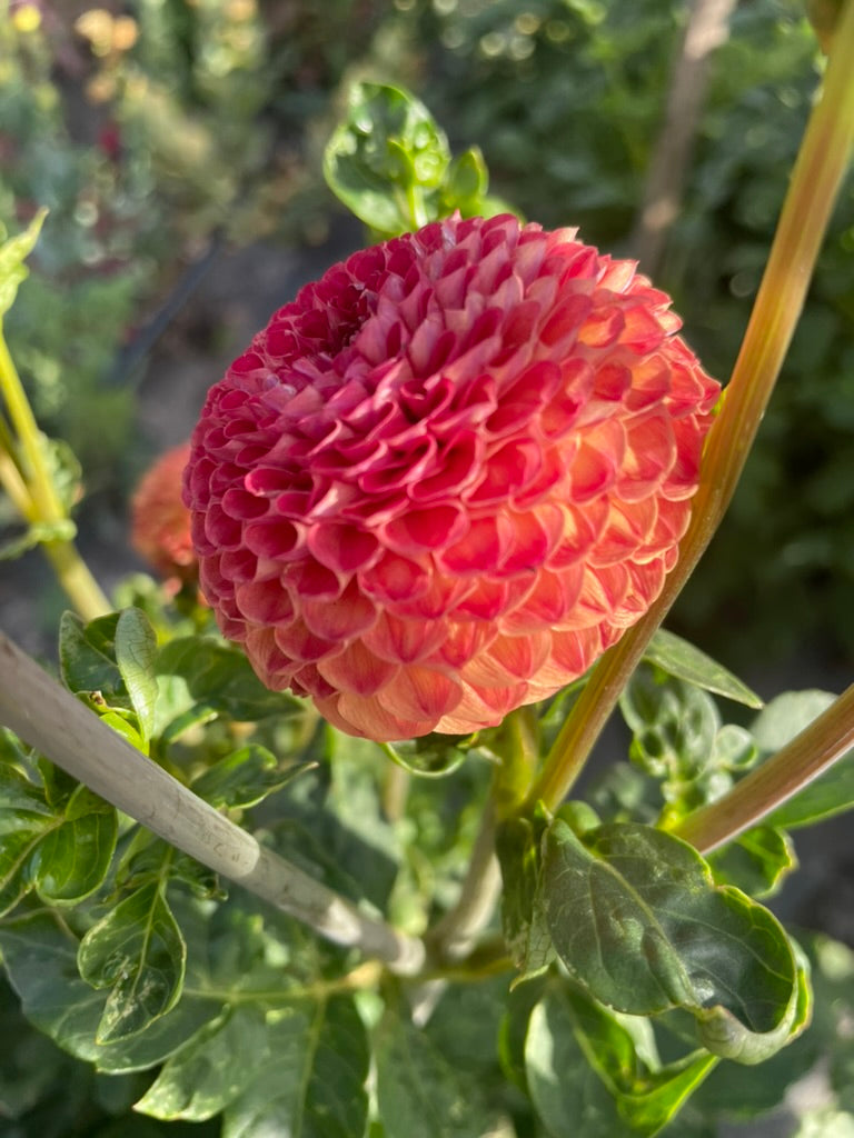 Dahlia - Glenrolland Wilie