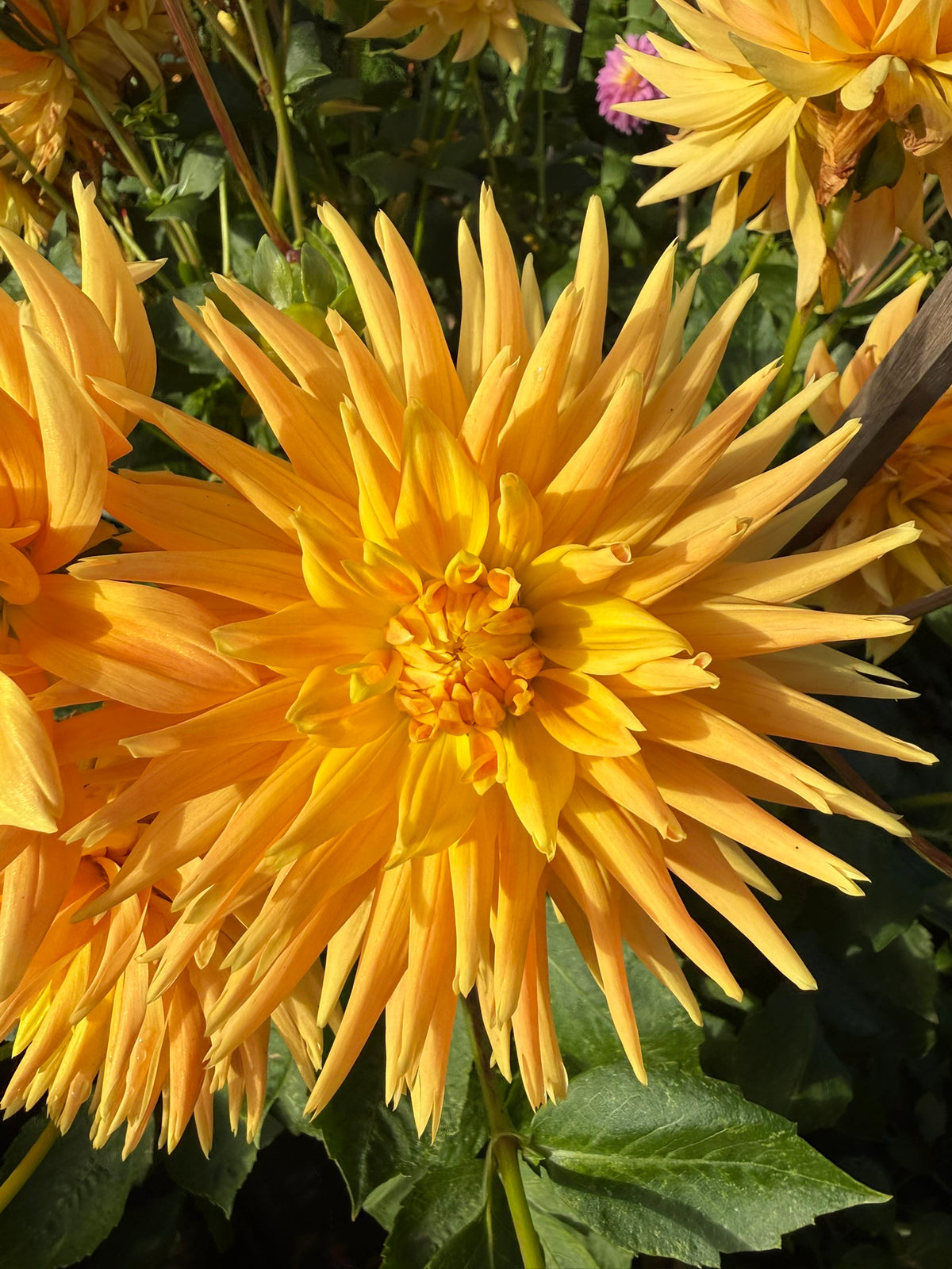 Dahlia - Delbard Soleil Couchant