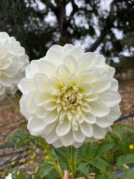 Dahlia - Devon Crystal