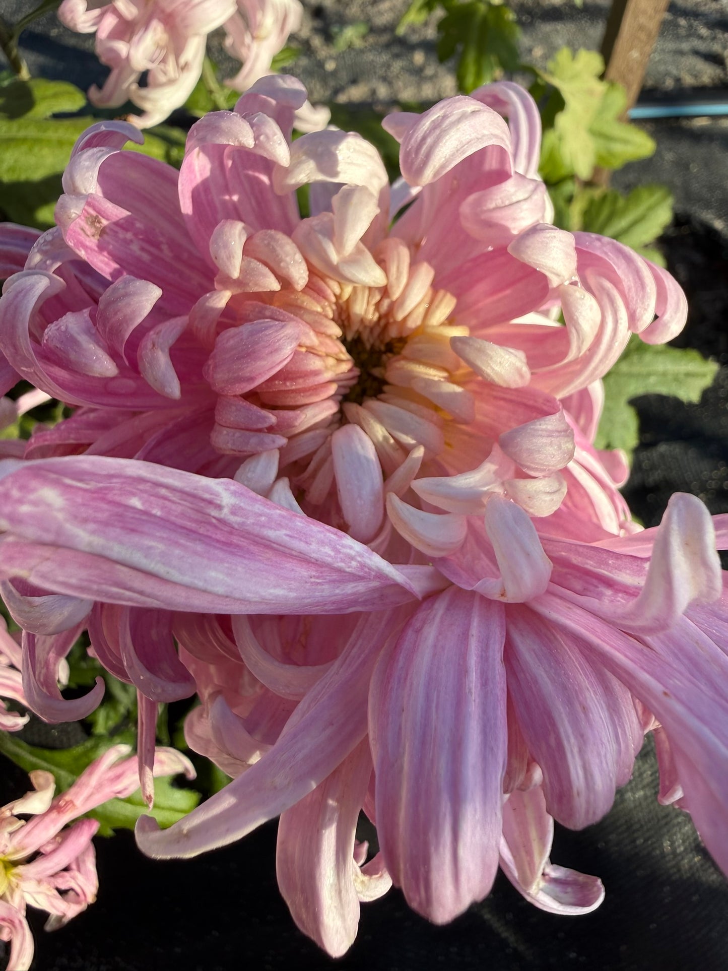 Chrysanthemum - Rooted Cutting - Kabuki