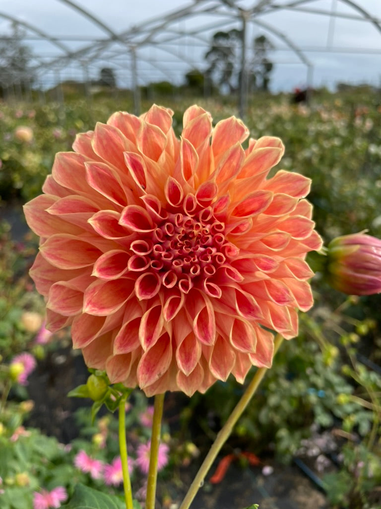 Dahlia - Winkie Rhubarb