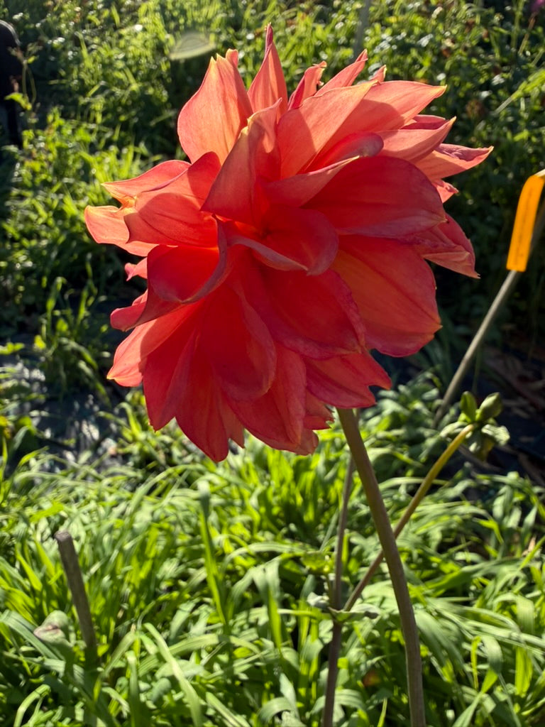 Dahlia - Katrina Ann