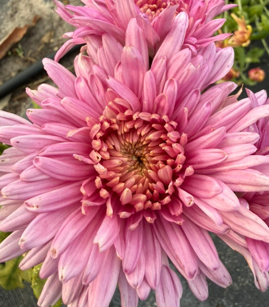 Chrysanthemum - Rooted Cutting -Seaton's Percy