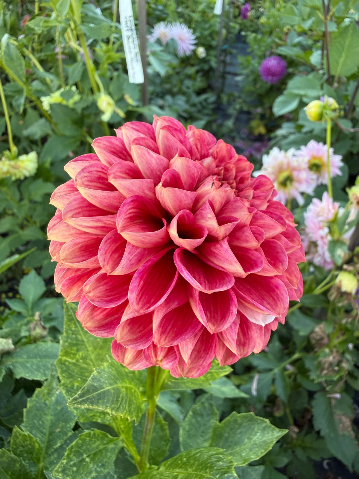 Dahlia - Nabiac Nevel