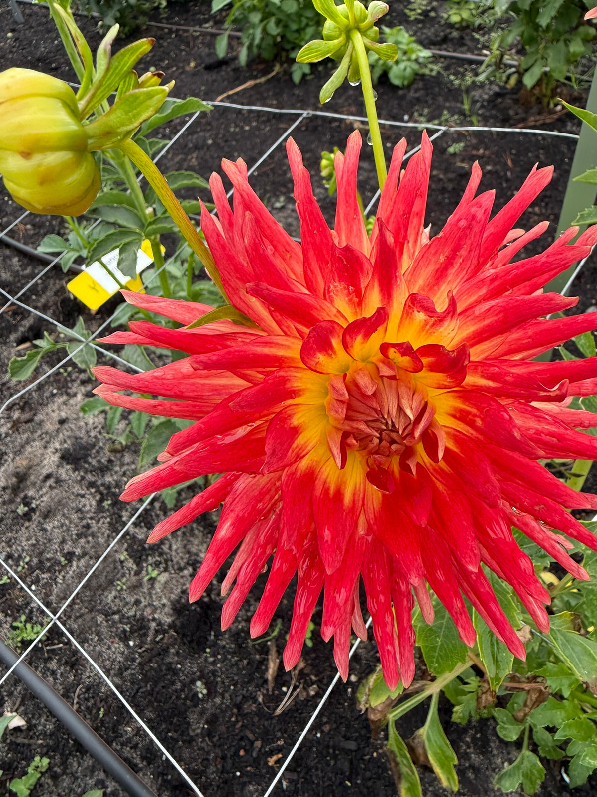 Dahlia - Kenora Sunset