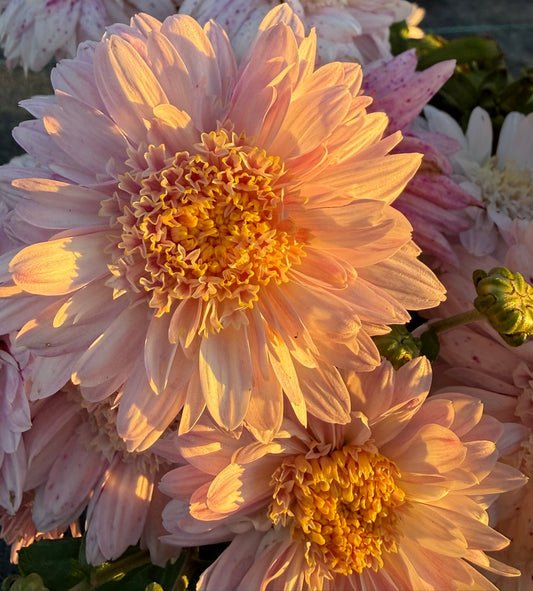 Chrysanthemum - Rooted Cutting - Lucy