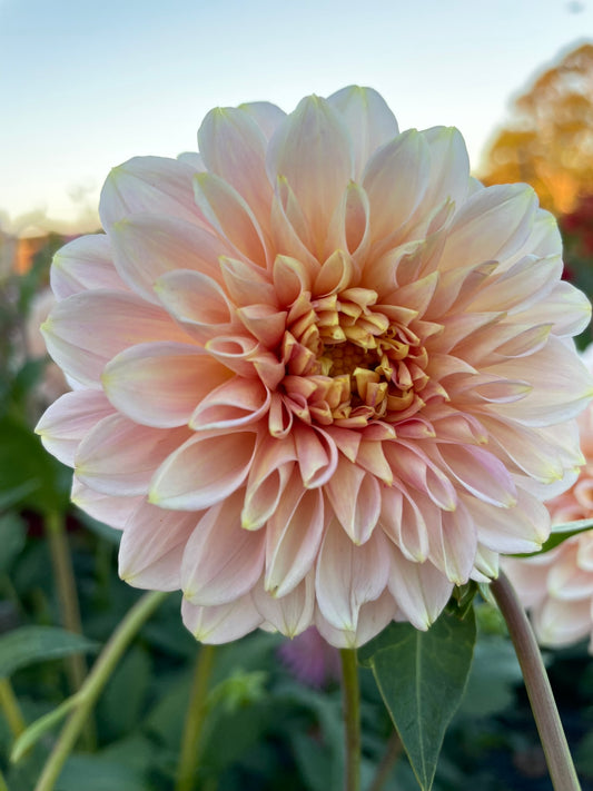 Dahlia - Sandy