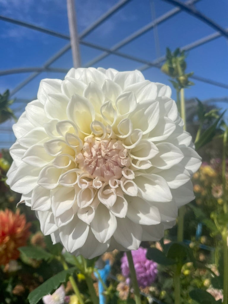 Dahlia - Cream Ball