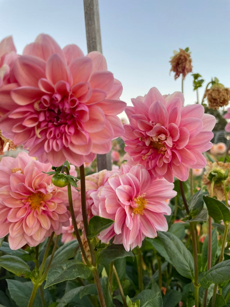 Dahlia - Tropical Dream