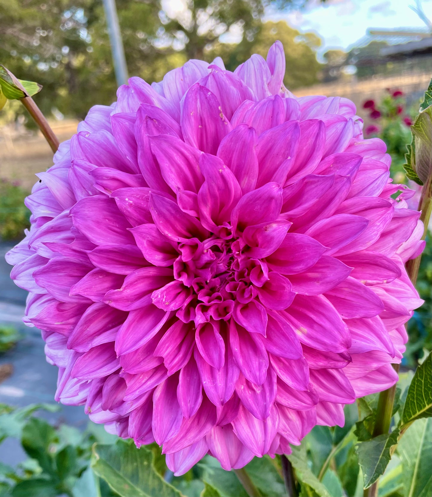 Dahlia - Candy