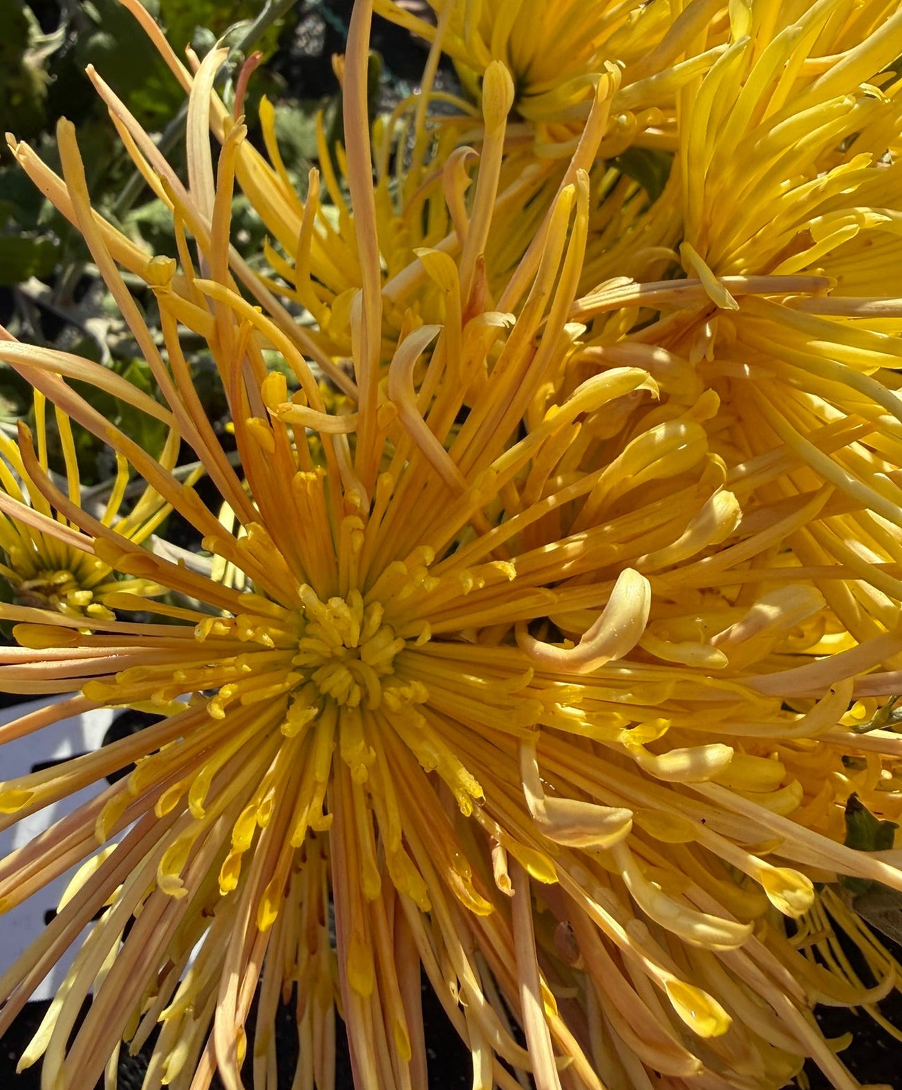 Chrysanthemum - Rooted Cutting - Western Toledo