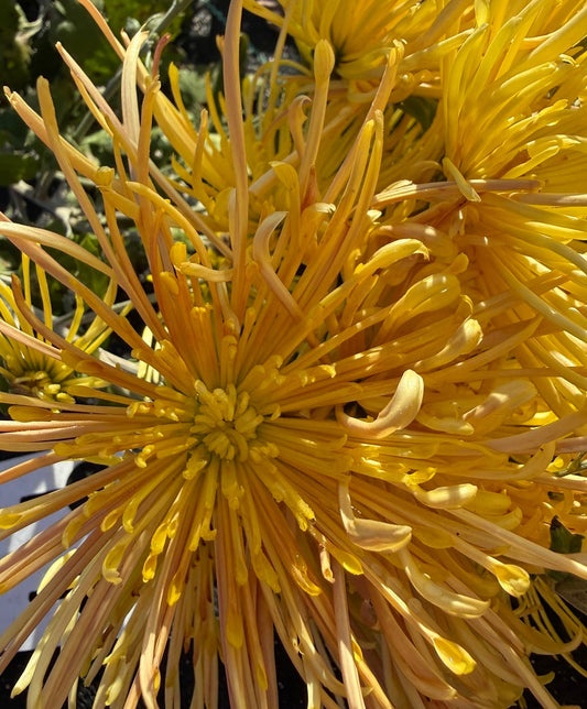 Chrysanthemum - Rooted Cutting - Western Toledo