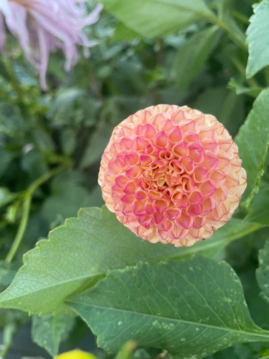 Dahlia - Glenbank Honeycomb
