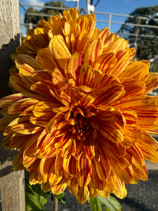 Chrysanthemum - Rooted Cutting - Pumpkin