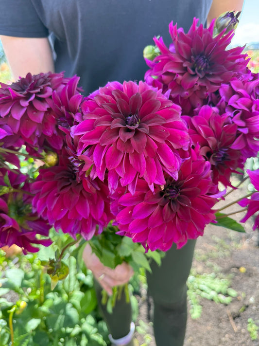 Dahlia - Black Wonder