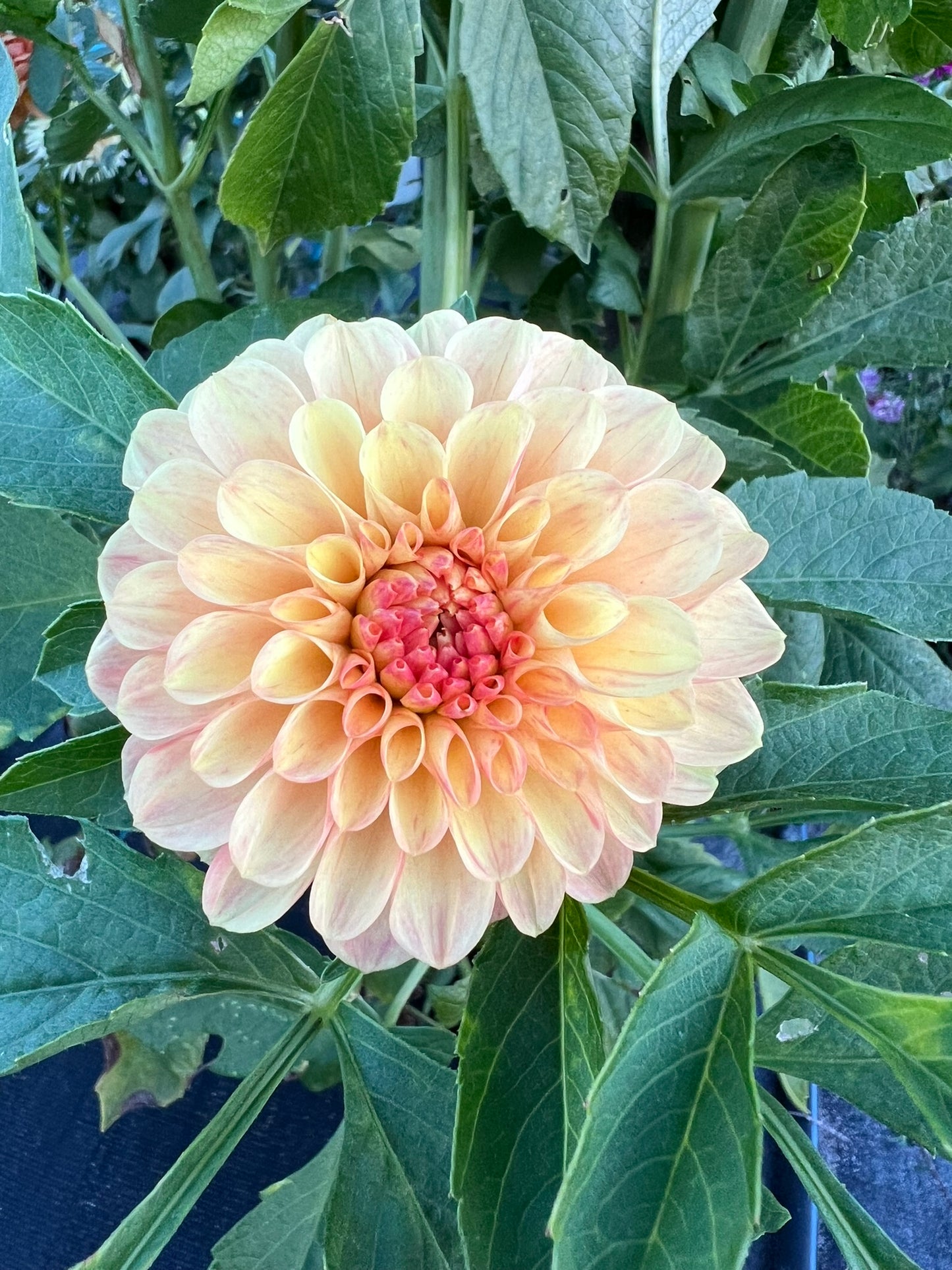 Dahlia - Candyman