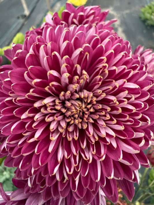 Chrysanthemum - Rooted Cutting - Seaton's Billy