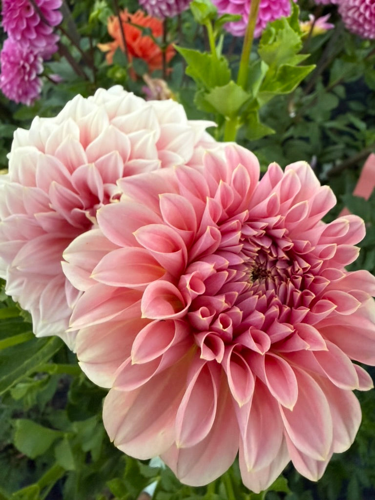 Dahlia - Devon Salmon