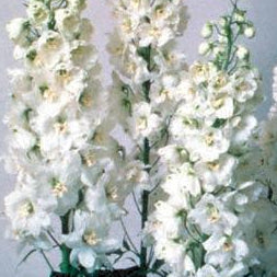 Delphinium -Magic Fountains Pure White - Young Plant