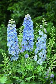 Delphinium -Magic Fountains Sky Blue White Bee - Young Plant