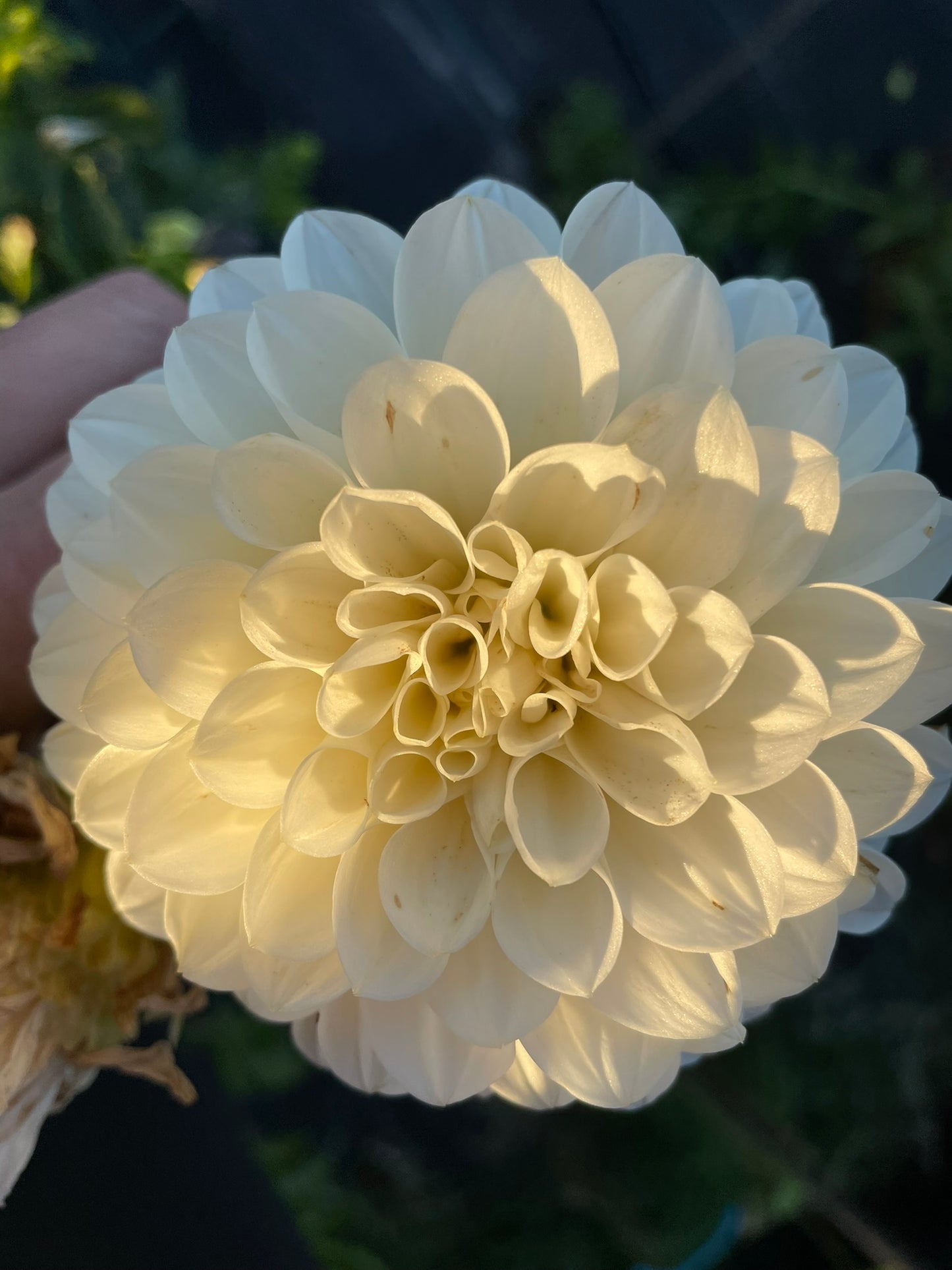 Dahlia - Boundary Snowflake