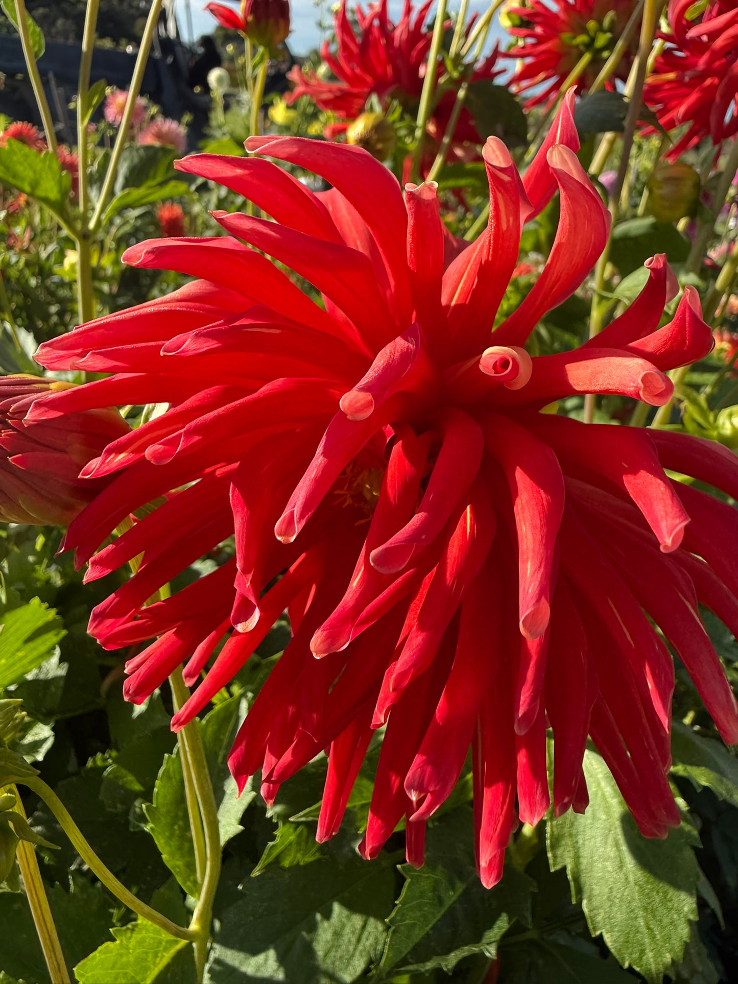 Dahlia - Shandy