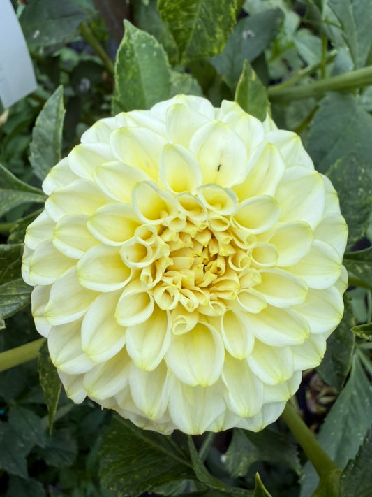 Dahlia - Trevallyn Lemon Globe