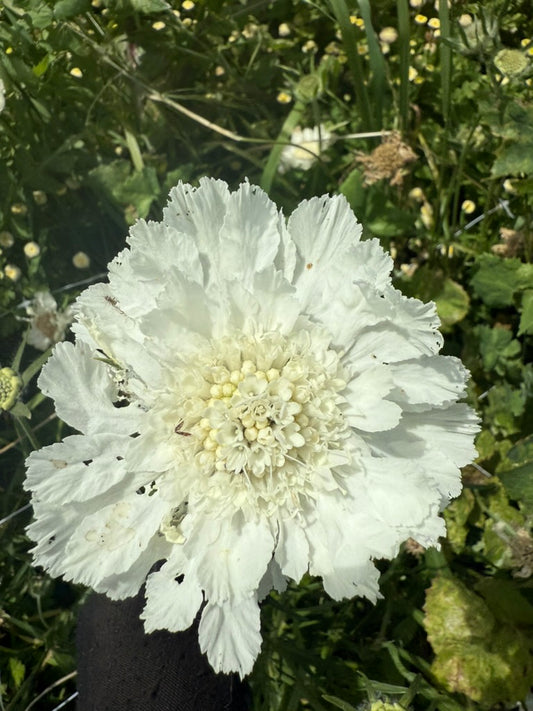 Scabiosa - Fama White - Young Plant