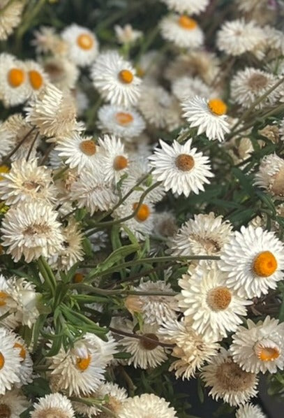 Seed - Paper Daisy - Gold / Yellow