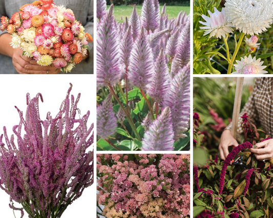 New - Dried Flower Seed Collection