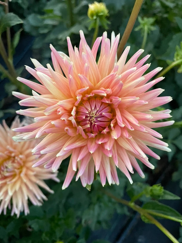 Dahlia Seed - Desert Lodge