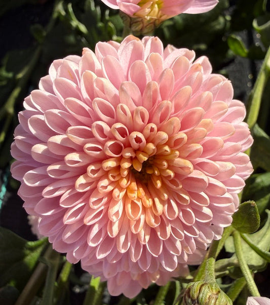 Chrysanthemum - Rooted Cutting - Shabon