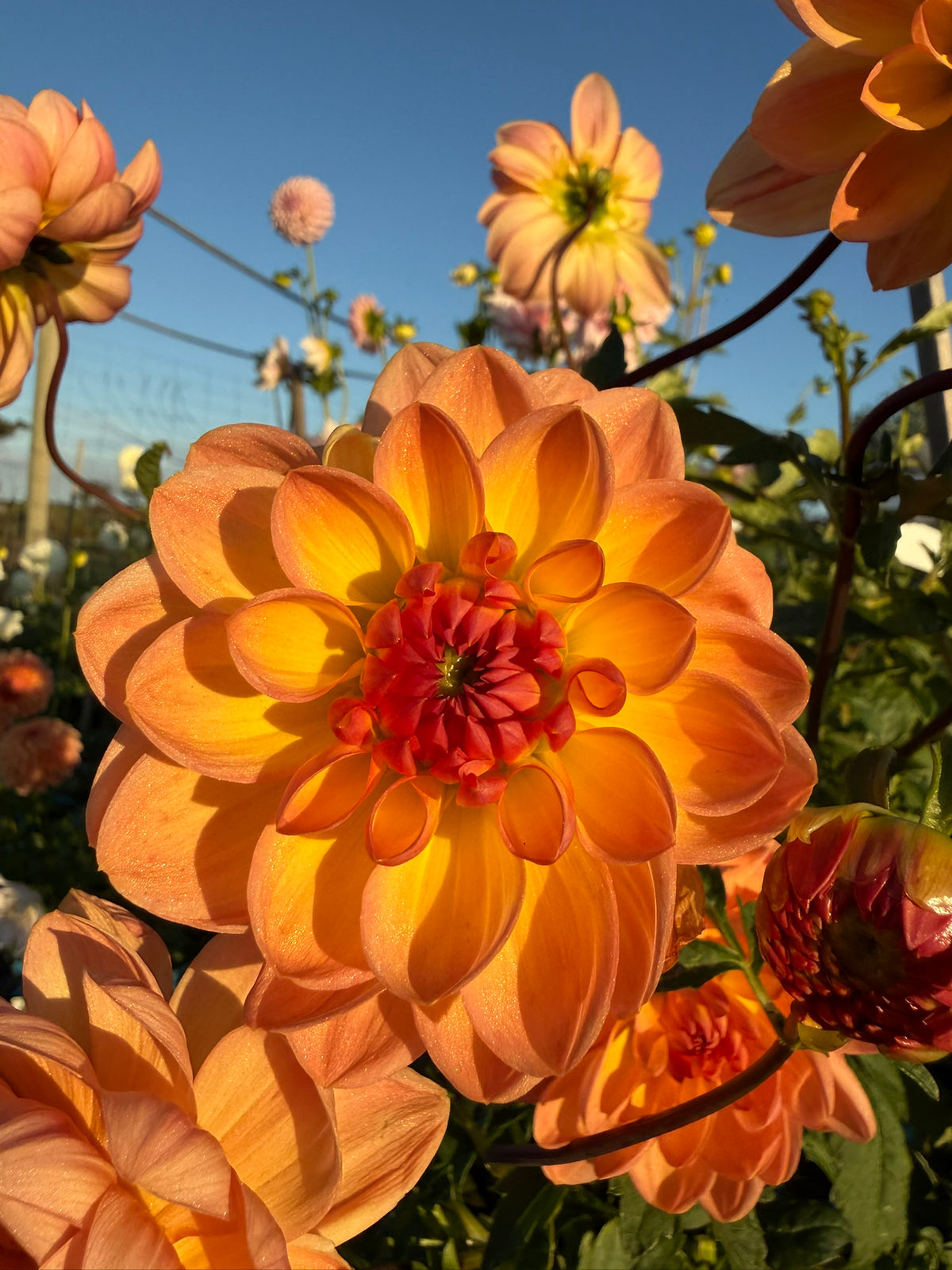 Dahlia - Granite Peachy