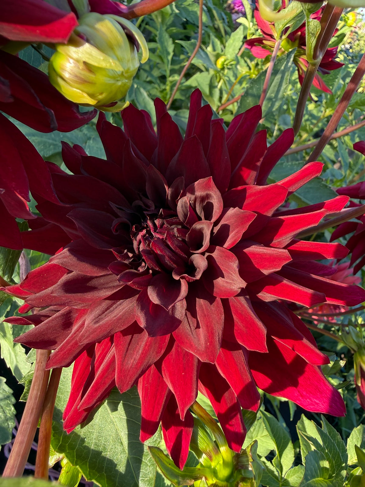 Dahlia - Kokachou