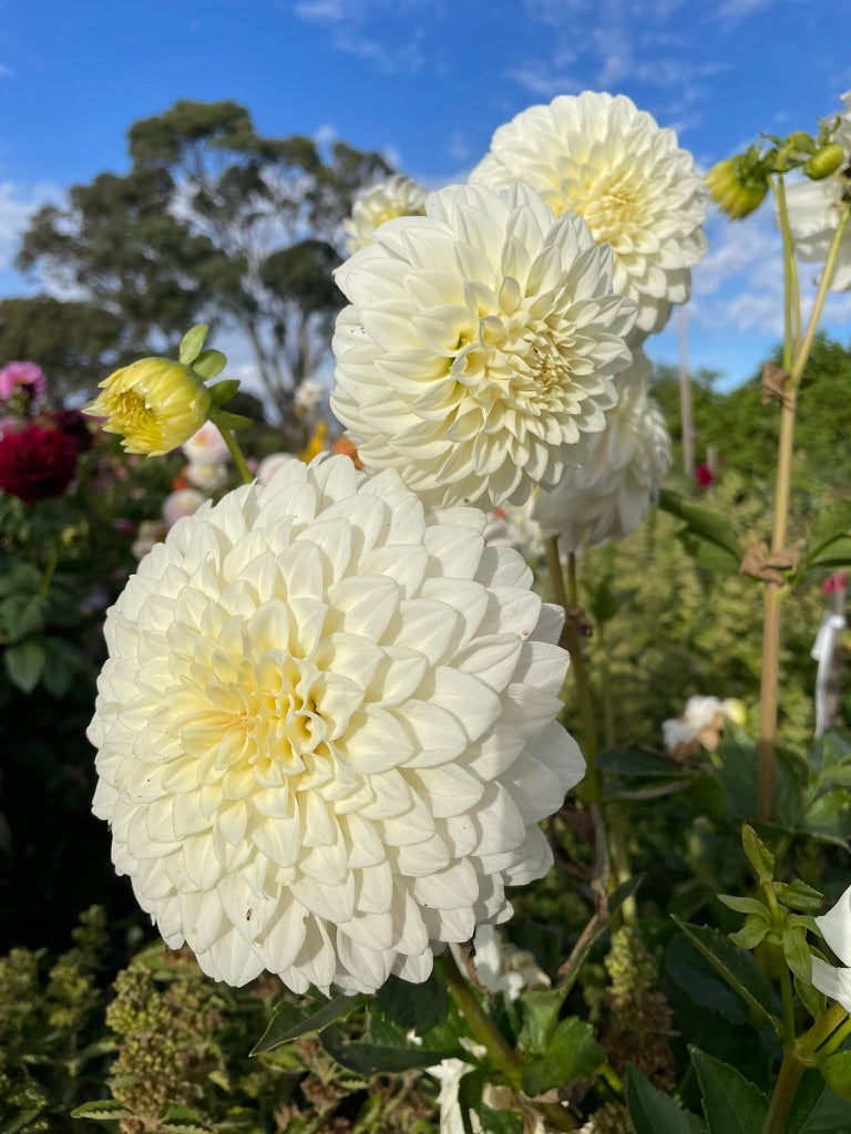 Dahlia - FBN Coconut Ice