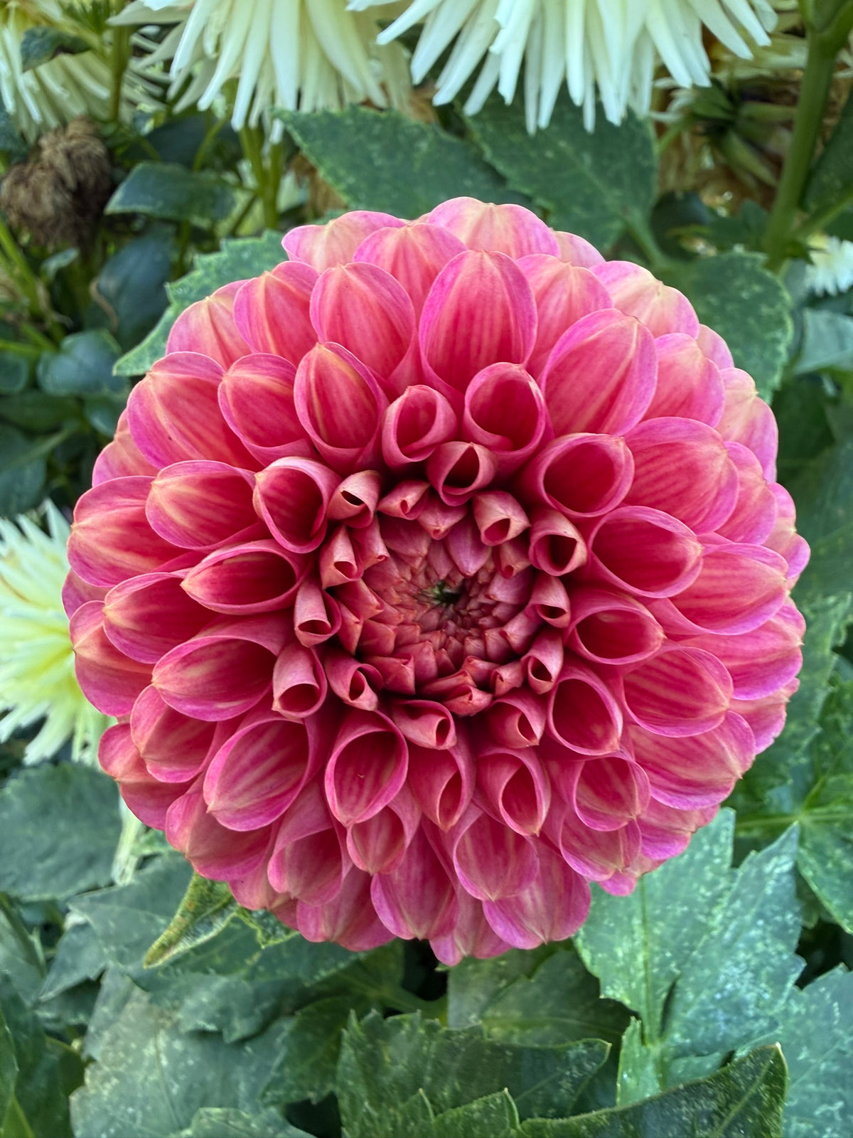 Dahlia - Nabiac Nevel