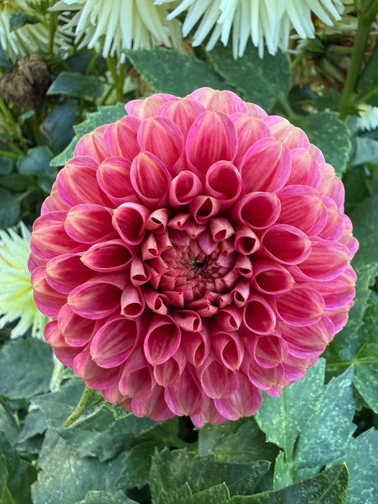 Dahlia - Nabiac Nevel
