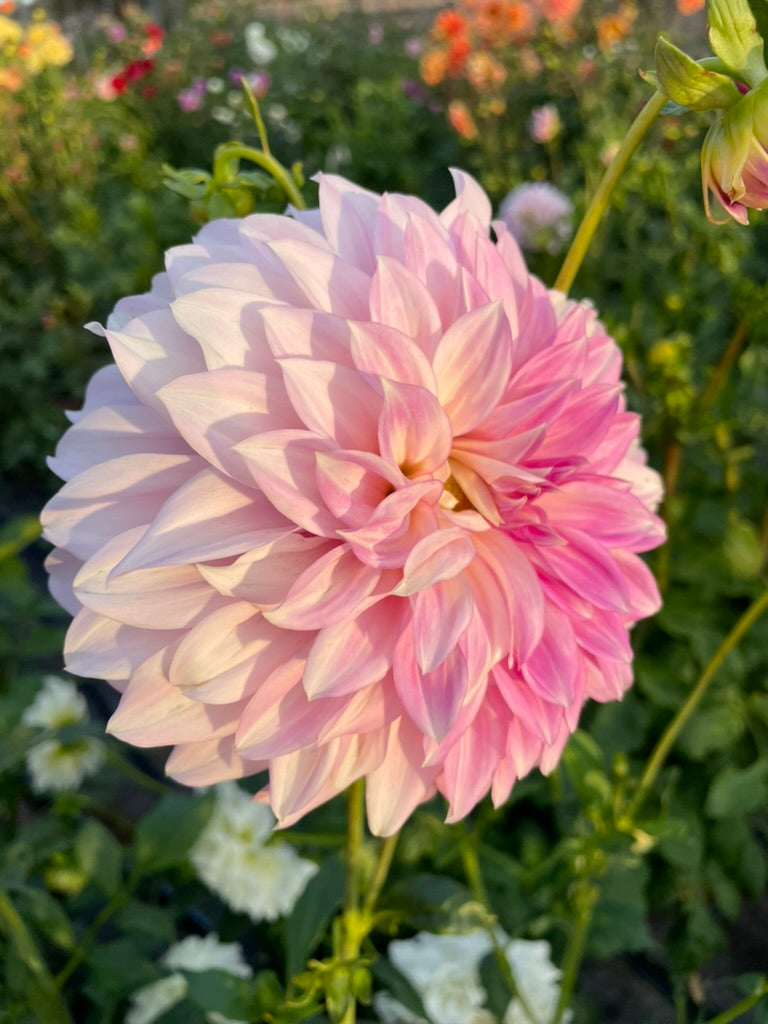 Dahlia - Glenbank Lavender Blush