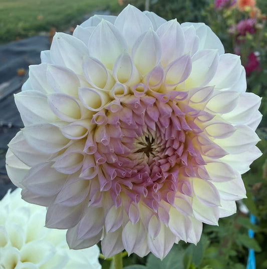 Dahlia - Painted Lady