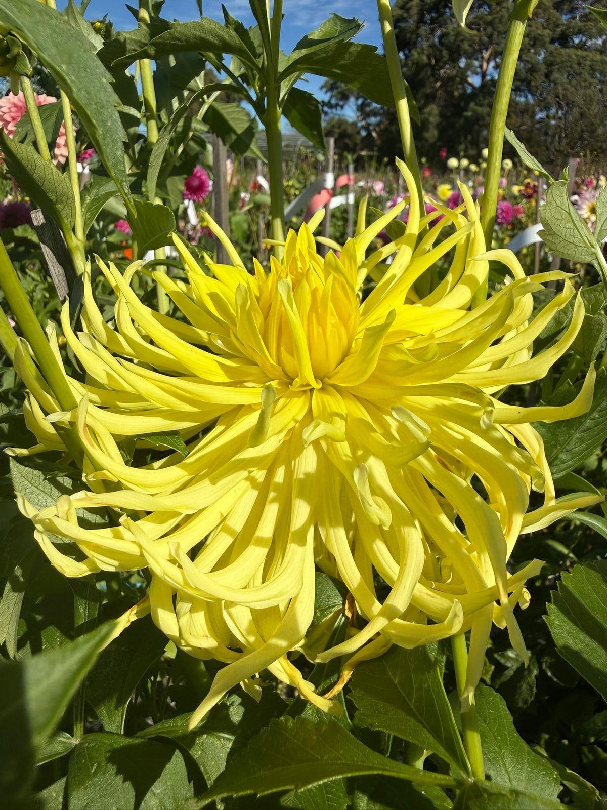 Dahlia - Mayarine