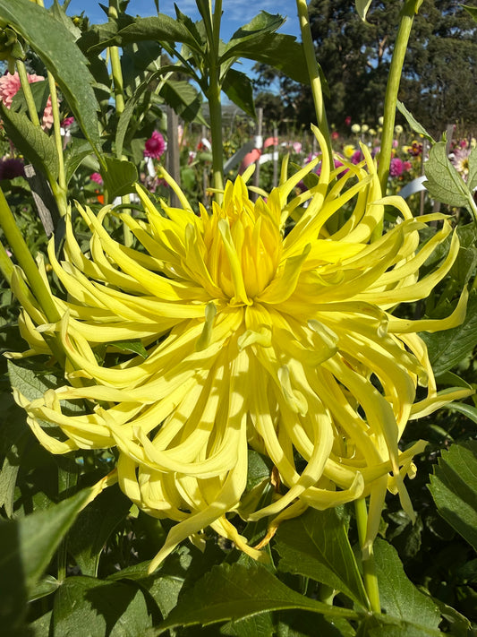 Dahlia - Mayarine