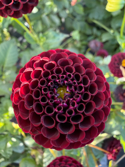 Dahlia - Nero