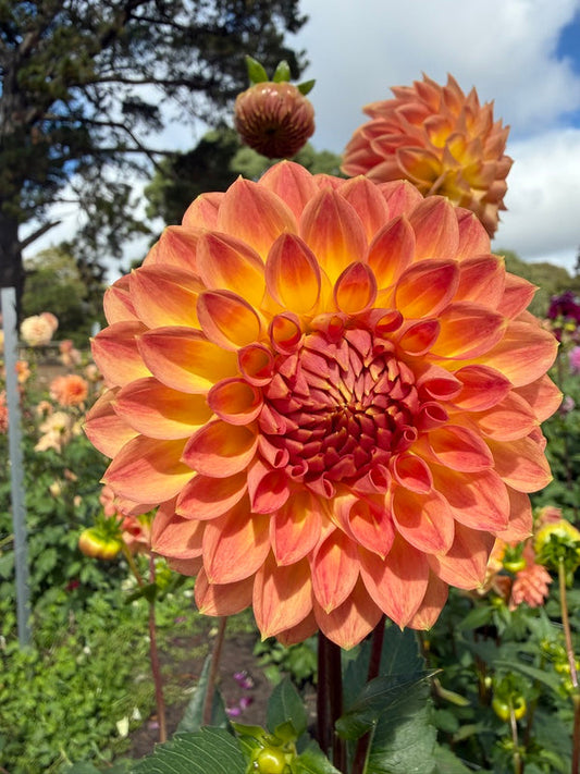 Dahlia Seed - Devon Trivia