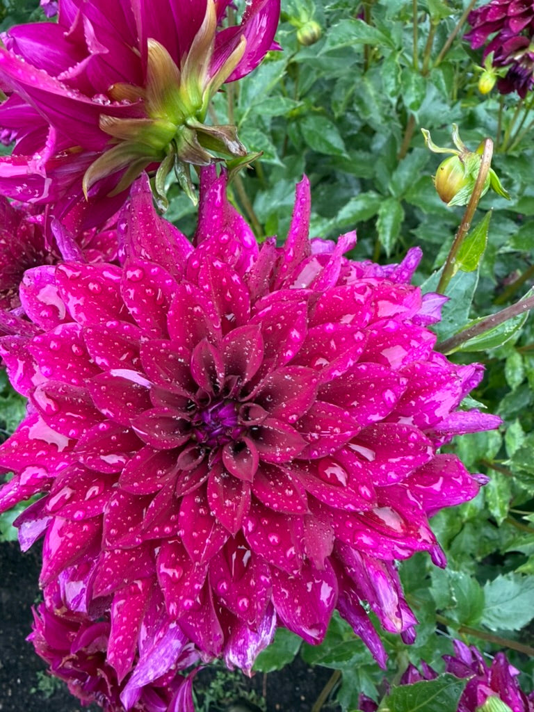Dahlia - Black Embers