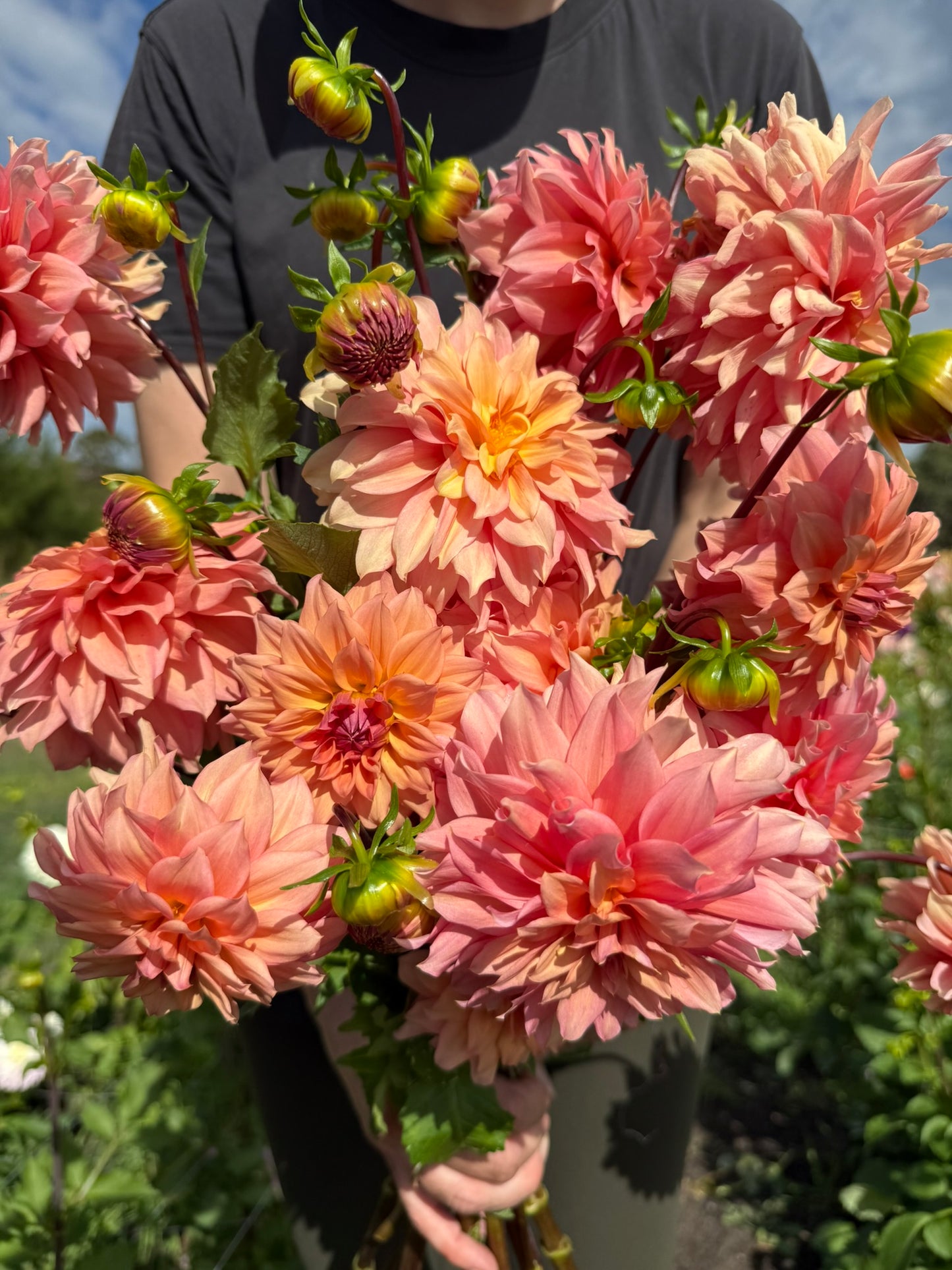 Dahlia - African Peach