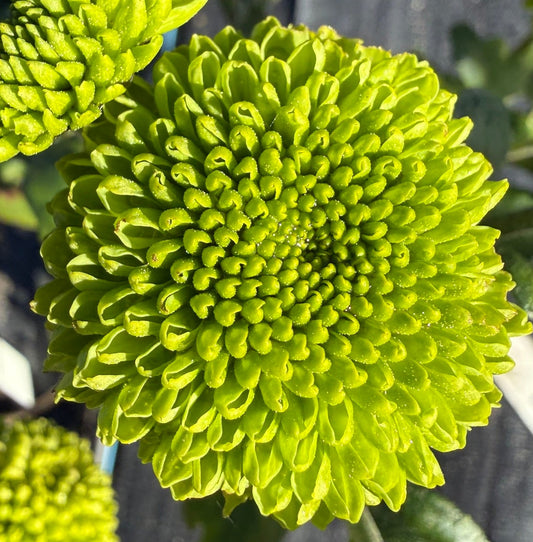 Chrysanthemum - Rooted Cutting - Feeling Green